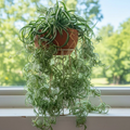 Rooted Spider Plant Cuttings – Chlorophytum comosum Indoor Houseplant Offshoots, Green & White Variegation