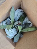 Blue Agave Succulent Plant – 4–6 Inch Agave potatorum ‘Cameron Blue’ Live Pup for Planting