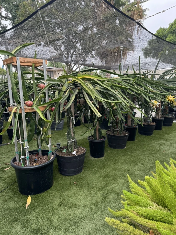 Dragon Fruit Cuttings 8–14" Unrooted Hylocereus spp. Propagation Set for Indoor & Outdoor Gardening