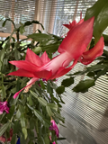 Red Christmas Cactus Cutting – Schlumbergera truncata – Holiday Indoor Succulent with Vibrant Red Blooms