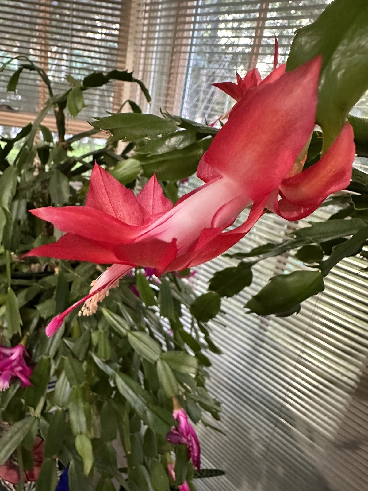 Red Christmas Cactus Cutting – Schlumbergera truncata – Holiday Indoor Succulent with Vibrant Red Blooms