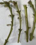 Nabal Avocado Scions – 4 Fresh Graft Budwood Sticks for Persea americana Fruit Tree