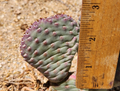 Opuntia basilaris ‘Caudata’ Cactus Pad – Baby Beavertail Prickly Pear Unrooted Succulent