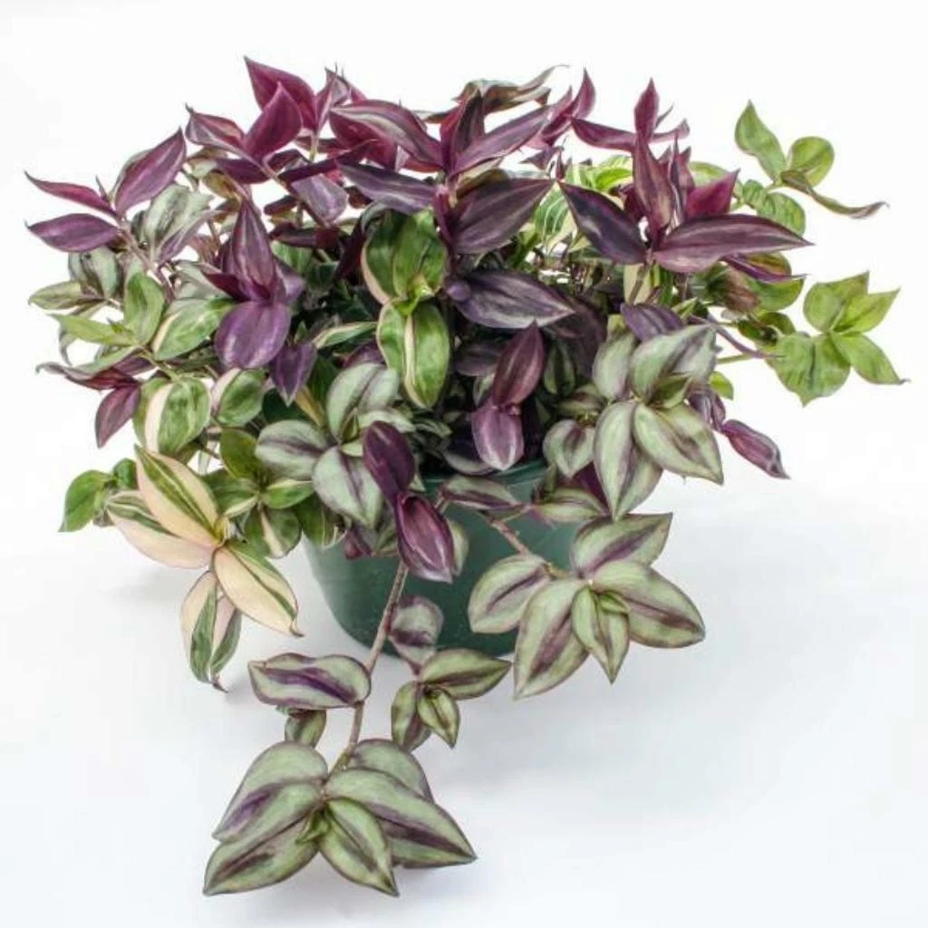 Tradescantia Rhapsody Live Houseplant – Rooted Trailing Variegated Foliage, Purple Green Silver Stripes