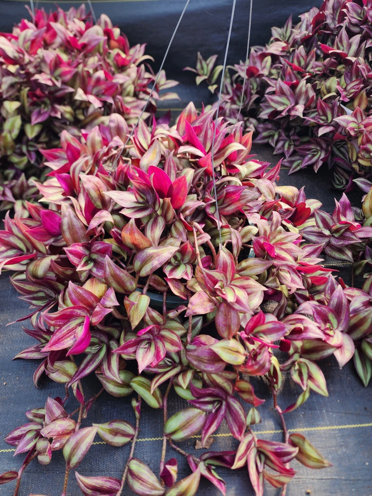 Tradescantia Zebrina Cuttings – 20 Fresh 8–12" Trailing Houseplant Stems for Propagation, Indoor Hanging Baskets, Easy Rooting