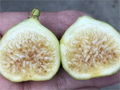 White Marseilles Fig Cutting – Ficus carica Unrooted Hardwood Cutting with 3+ Nodes, 8 Inch Length
