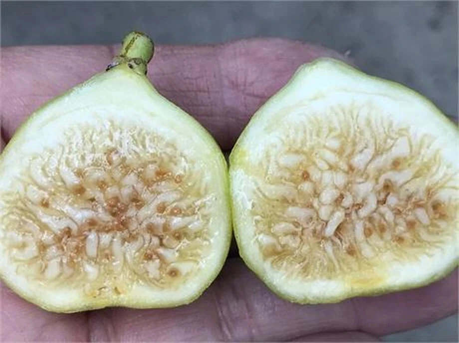 White Marseilles Fig Cutting – Ficus carica Unrooted Hardwood Cutting with 3+ Nodes, 8 Inch Length