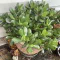 Jade Plant Cuttings – 3 Crassula Ovata Succulent Stems for Rooting & Propagation, Indoor Succulent Garden, Easy to Grow