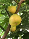 Sicilian White Fig Cutting – Ficus carica Unrooted Hardwood Cutting with 3+ Nodes, 8+ Inches