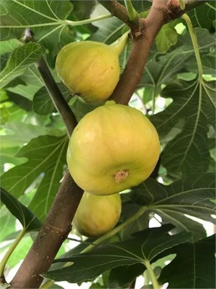 Sicilian White Fig Cutting – Ficus carica Unrooted Hardwood Cutting with 3+ Nodes, 8+ Inches