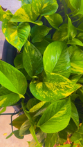 Variegated Golden Pothos Rooted Cutting – 3 Nodes, Epipremnum aureum, Indoor Climbing Houseplant