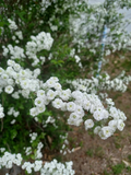 Bridal Wreath Spirea Cuttings – 10 Unrooted Shrub Stems for Rooting