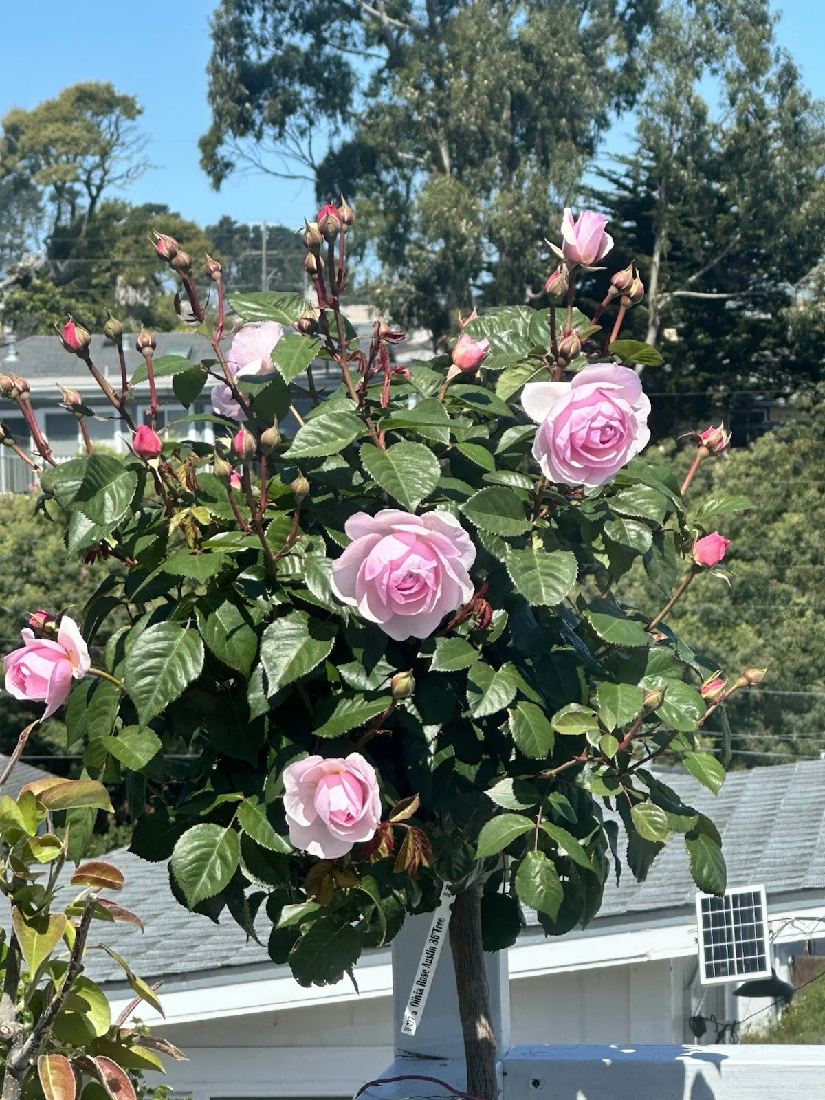Olivia Rose Stem Cuttings – 5 Fresh Unrooted Rose Cuttings for Rooting & Propagation