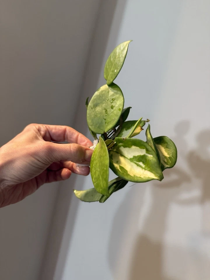 Variegated Hoya Cuttings Bundle – 8 Live Unrooted Indoor Houseplant Propagation Variegated Foliage