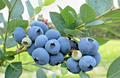 Blueberry Cuttings – 7 Live Scions for Rooting or Grafting, Vaccinium spp. Unrooted Propagation Wood for Berry Bush Expansion