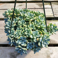 Sedum clavatum Succulent Live Plant – 2 Inch Potted Rosette for Indoor and Outdoor