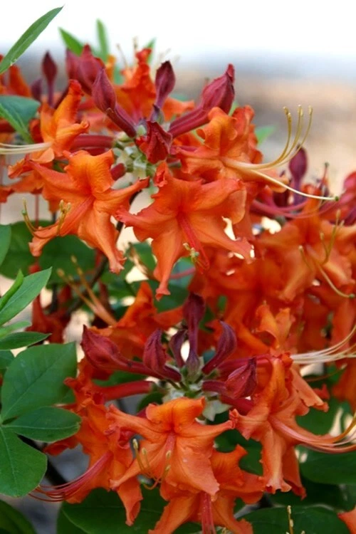 Aromi Red Pepper Azalea Live Deciduous Rhododendron Starter Plant, Bright Red Spring Blooms, Small Potted Shrub for Garden Landscaping