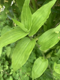 Wandering Jew Lime Cuttings – 7 Unrooted Tradescantia Green Trailing Houseplant for Propagation