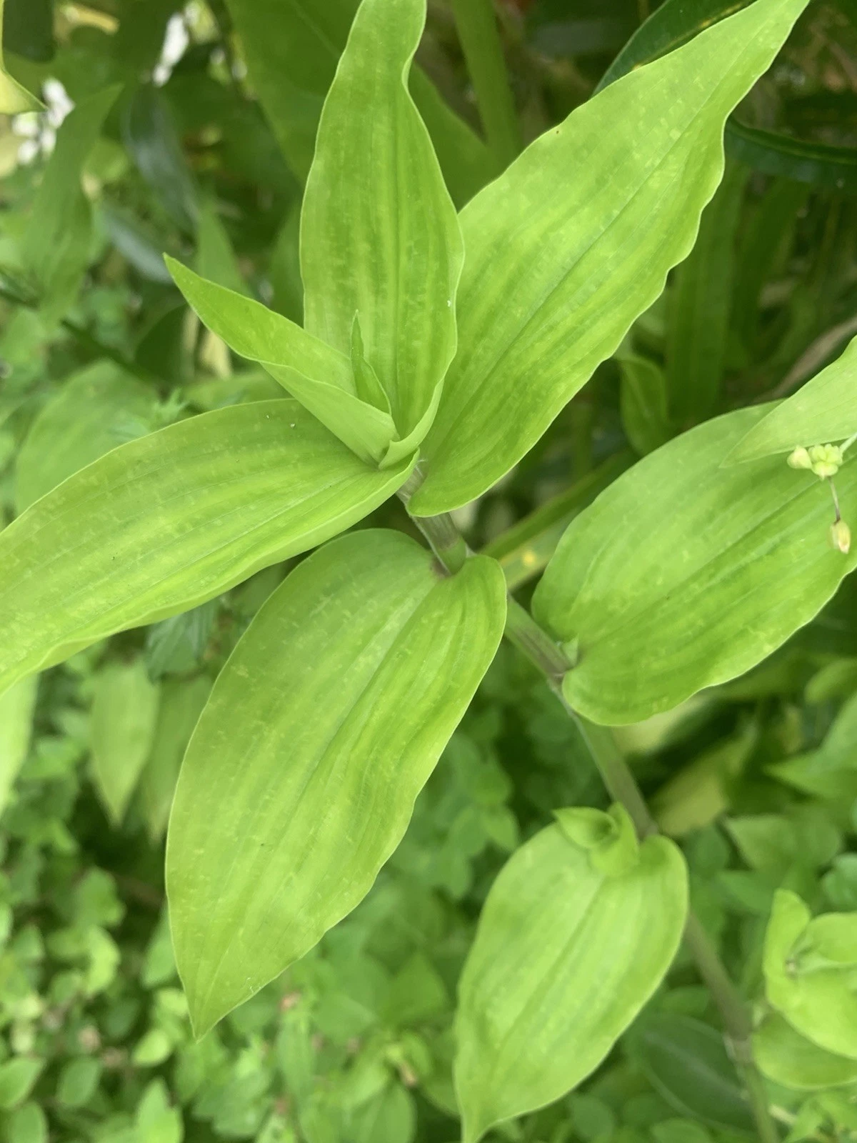 Wandering Jew Lime Cuttings – 7 Unrooted Tradescantia Green Trailing Houseplant for Propagation