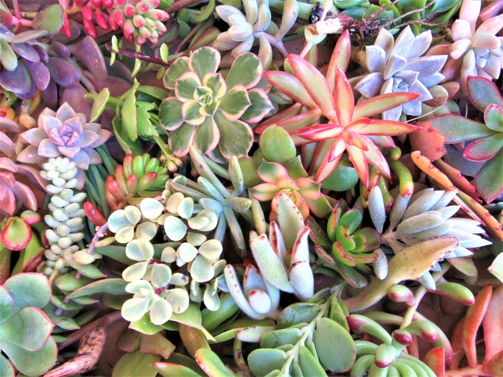 Large Succulent Cuttings Mix – 50 Fresh Cuttings, 25 Varieties, 3–6 Inch Sizes, 2+ lbs