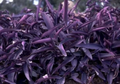 Purple Heart Cuttings – Unrooted Stem Propagation Material – Tradescantia pallida purpurea for Indoor & Outdoor Planting