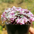 Callisia Repens Pink Lady Live Plant in 2" Pot – Variegated Trailing Succulent Houseplant with Pink, Green & Cream Foliage