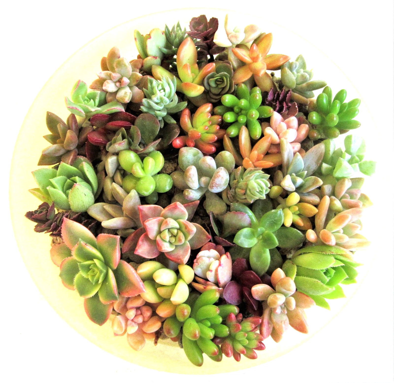 Succulent Rosette Cuttings – 30+ Varieties, 1-2" Assorted Echeveria, Sedum, Graptoveria, Crassula for DIY Arrangements & Garden Projects