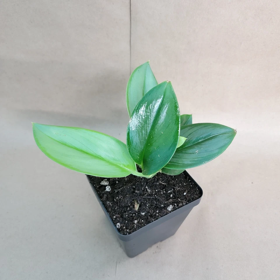 Scindapsus Treubii Moonlight – 4" Potted Silver-Green Indoor Vine, Elegant Houseplant with Shiny Foliage