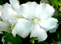 White Rose of Sharon Hibiscus Syriacus Live Starter Plant 6-12 Inches, White Flowering Shrub for Garden, Hedges & Landscaping