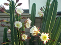 Apple Cereus Cactus Cutting – 12 Inch Columnar Stem for Rooting, Cereus Peruvianus, Blue-Green, Succulent, Desert Garden Plant