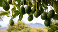 Cleopatra Avocado Scions – 3 Wax-Dipped Grafting Cuttings, Persea americana, Rare Fruit Tree Propagation Material