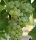 Live Seedless Grape Vine Cutting with Pot – Sweet Vitis spp. Climbing Plant for Home Garden or Container Growing