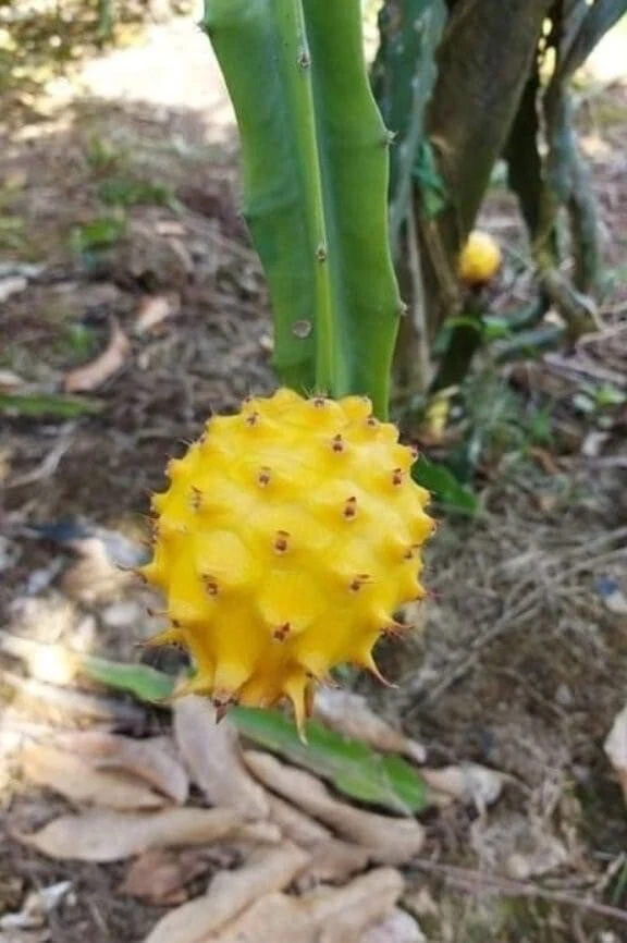 Yellow Dragon Fruit Cutting – 8–12 Inch Palora Selenicereus Megalanthus for Propagation, Climbing Cactus Planting