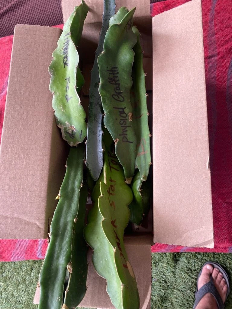 Dragon Fruit Cuttings – 19 Unrooted Pitaya Cactus Cuttings 8-12 Inches