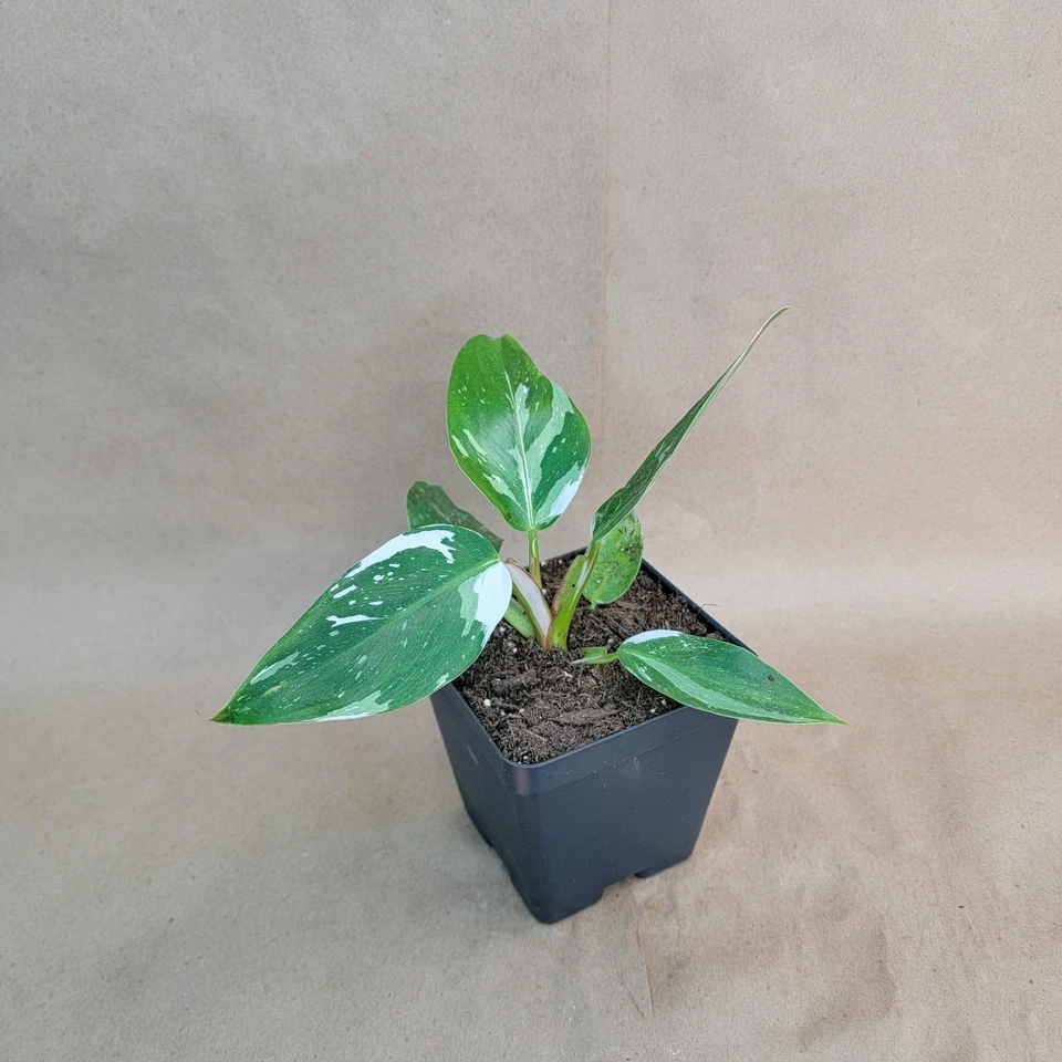Philodendron White Princess Live Plant – Variegated Aroid in 4” Pot, White Green Foliage Indoor Houseplant