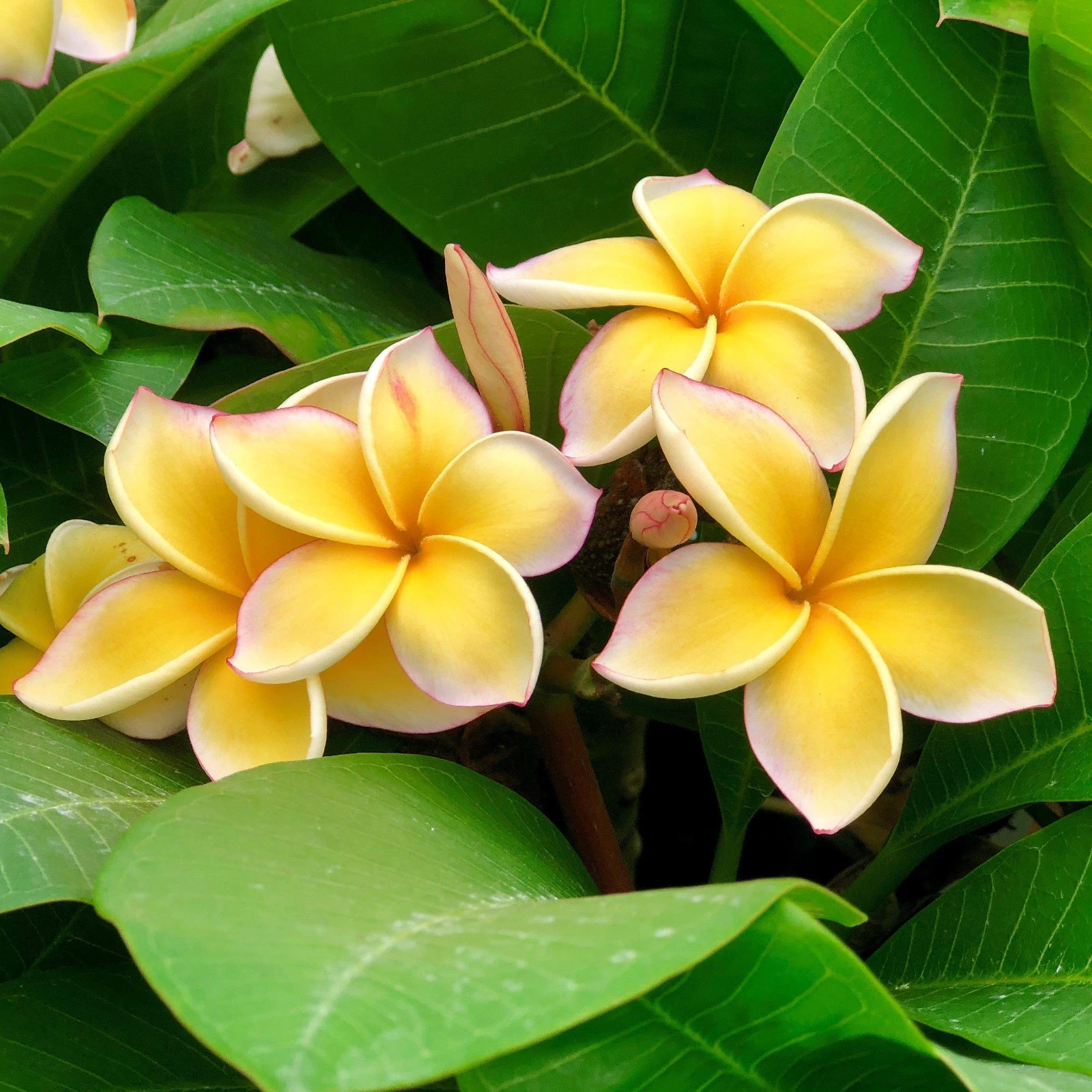 Yellow Plumeria Cuttings – 2 Unrooted 10-Inch Stem Propagation for Tropical Flowering Tree, Frangipani, Plumeria spp.
