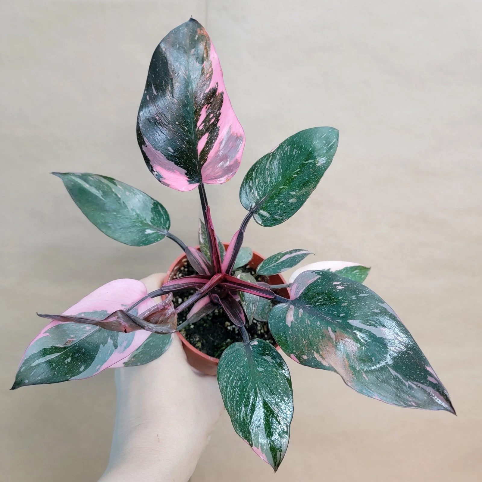 Philodendron Marble Galaxy Pink Princess 4-Inch Pot Variegated Pink White Green Houseplant
