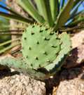 Opuntia macrorhiza Plains Prickly Pear Cactus Pad Cutting, Cold-Hardy Drought-Tolerant Succulent for Rock Gardens & Xeriscape