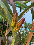 Dragon Fruit Cutting Pitaya Cactus 10–14 Inch Unrooted Cutting for Planting