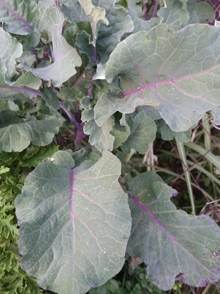 Perennial Purple Tree Collard Cutting - Brassica Oleracea Kale Live Unrooted Cutting