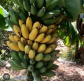 Gold Finger Banana Plant – Live Musa ‘Goldfinger’ Small Tropical Fruit Tree for Indoor or Outdoor Container Growing