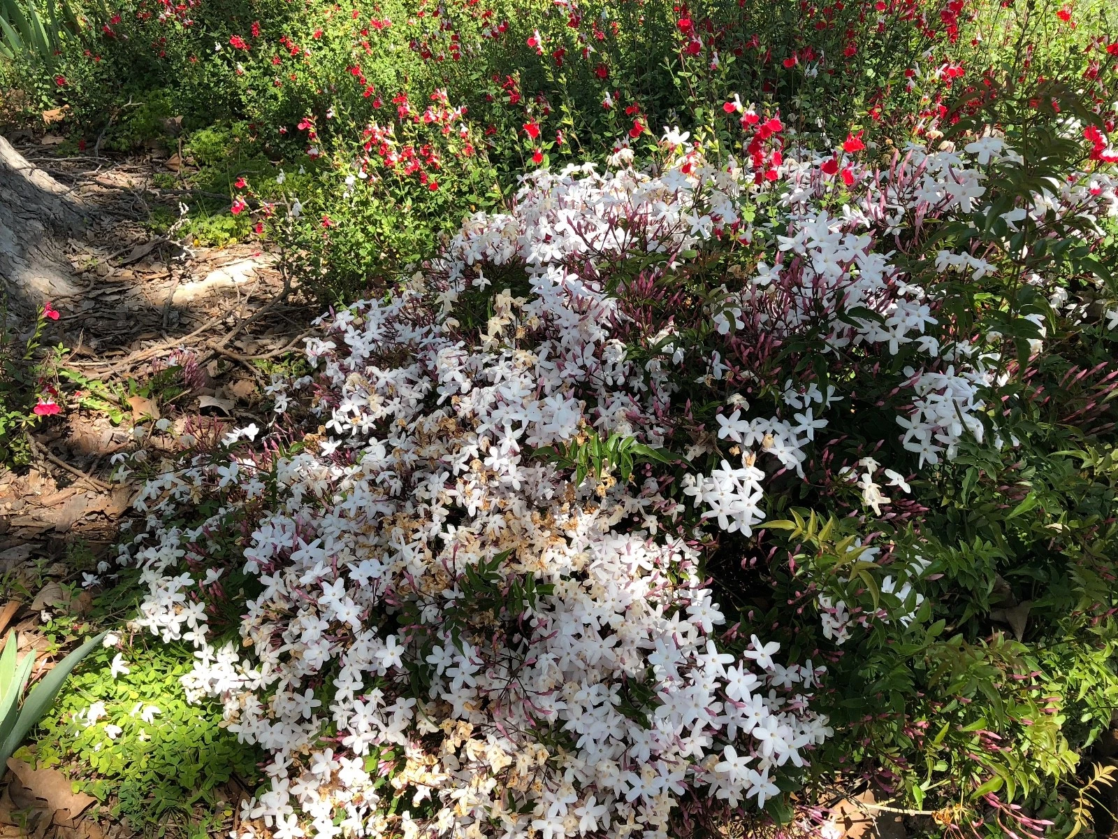 Pink Jasmine Vine Cuttings – Jasminum polyanthum, Fragrant Climbing Plant, Live Pink Jasmine Propagation Cuttings