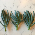 Blue Chalk Sticks Cuttings – Senecio Mandraliscae – 3 Live 5" Succulent Stems for Propagation