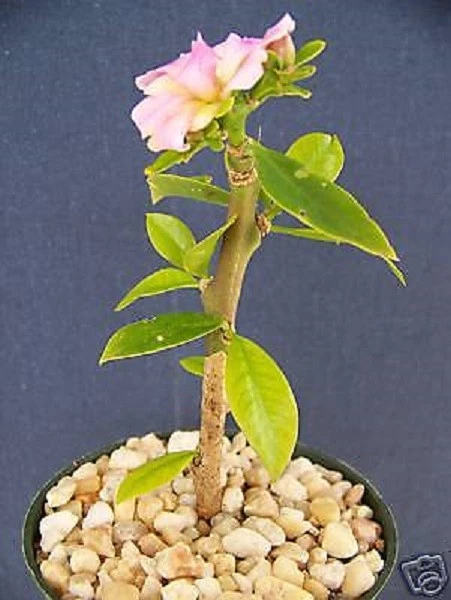 Pereskia grandifolia Live Cactus Plant in 4 Inch Pot - Succulent Caudex Bonsai Style