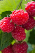 Wild Raspberry Cane Cuttings – 12 Organic Cold Hardy Rubus Berry Bush Propagation Unrooted Stems