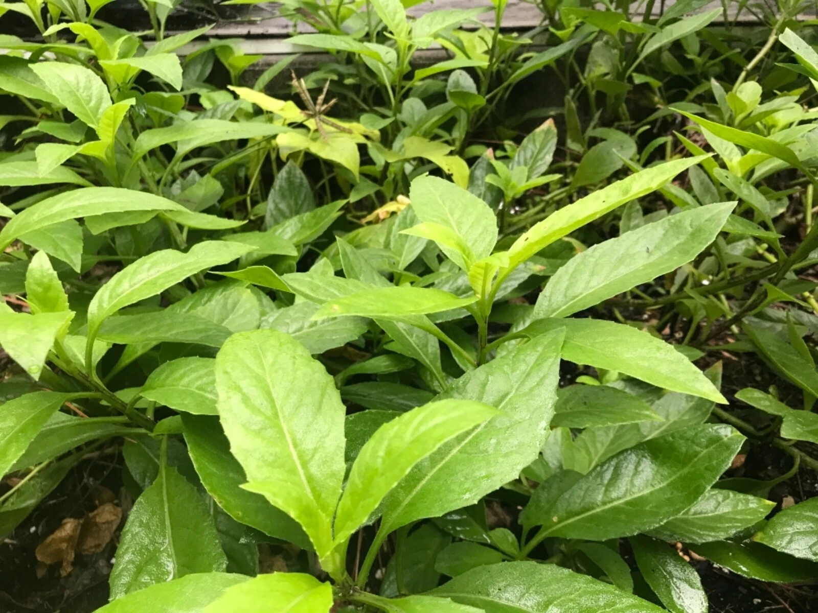 Gynura procumbens Cuttings – 11 Fresh 6-Inch Edible Green Vegetable Stem Cuttings for Growing Perennial Garden Plants