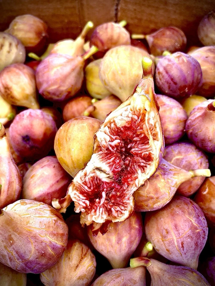 Brazos Bottom Red Fig Tree Cuttings – 3 Unrooted Ficus carica Cuttings for Propagation