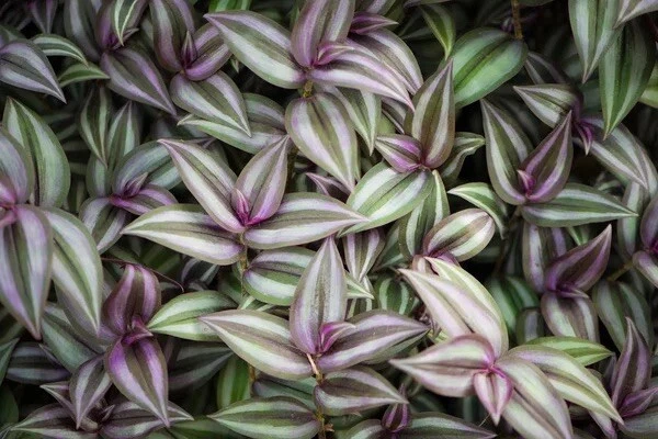Tradescantia Zebrina Cuttings – 6 Organic Wandering Jew Stems for Rooting, Houseplant Propagation, Trailing Foliage, Indoor Plant