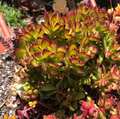 Crassula rubricaulis ‘Butterfly Bush’ – Live 2" Succulent Plant with Red-Edged Foliage
