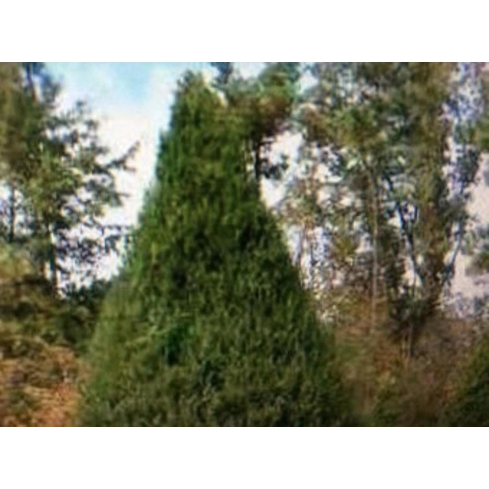Eastern Red Cedar Stem Cuttings – 8 Live Unrooted Juniperus virginiana Native Evergreen for Propagation